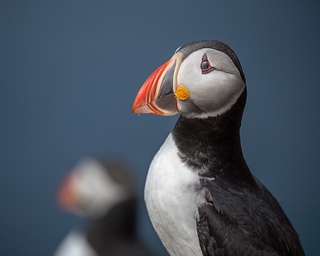 冰島海鸚特寫/The Puffin