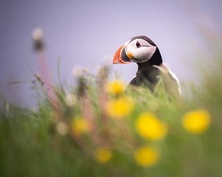 冰島海鸚/The Puffin