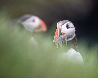 冰島海鸚/The Puffin