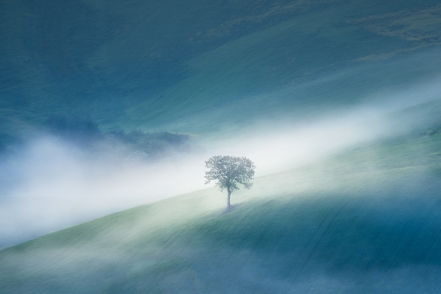 孤樹/ Lone Tree
