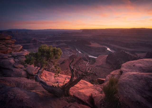峽谷枯樹/Sunset Canyon