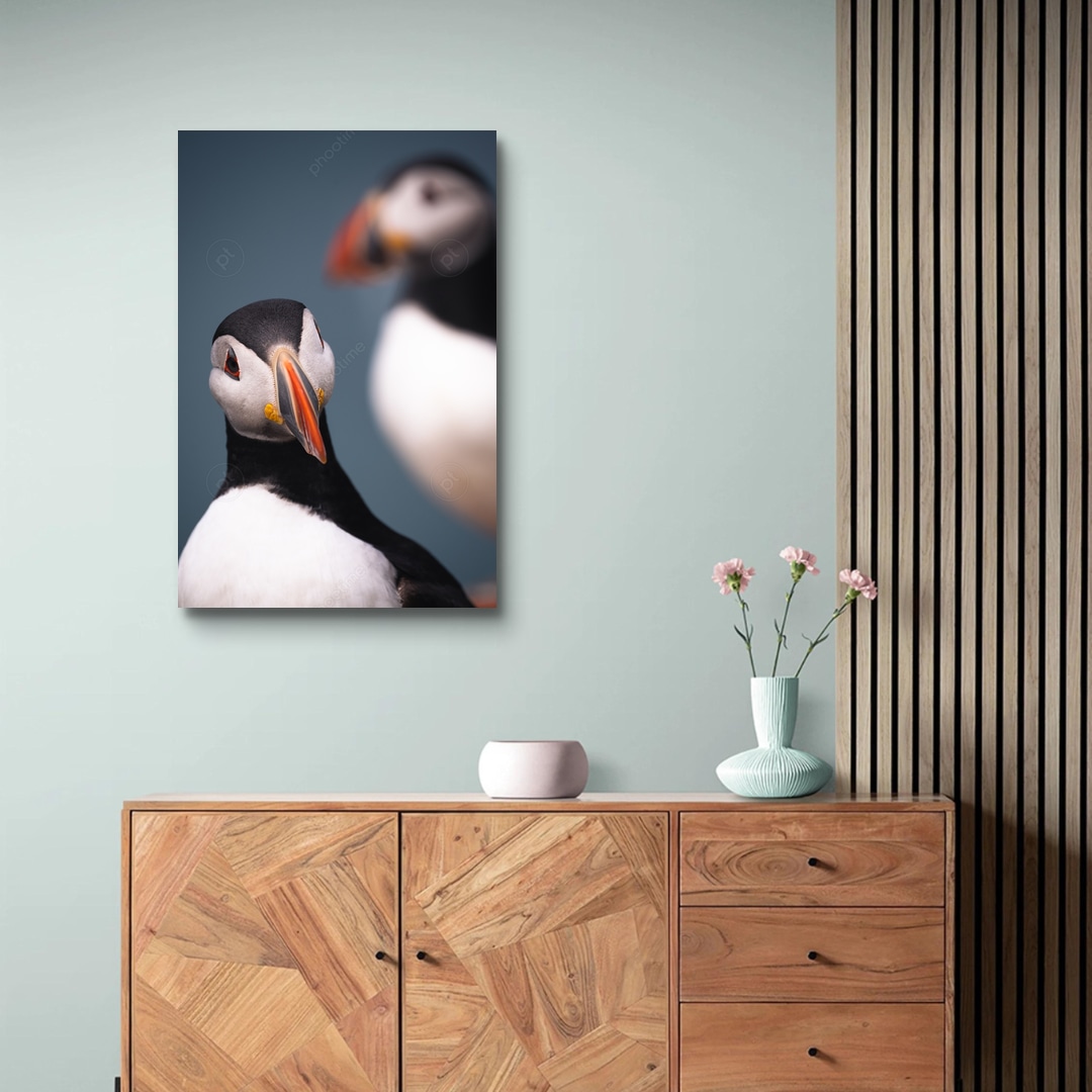 冰島海鸚/The Puffins | phootime 藝術微噴無框畫第一品牌
