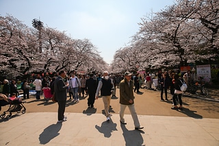 上野 櫻