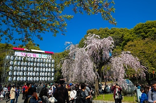 東京 櫻