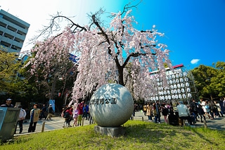 東京 櫻