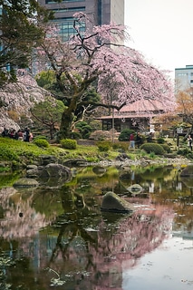 小石川後樂園 櫻