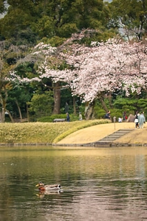 小石川後樂園 櫻