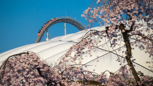 小石川後樂園 櫻
