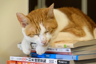 小睡片刻2   Take a nap 2…..