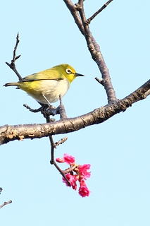 Japanese White-eye Bird