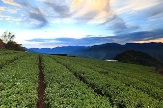 Taiwan 台灣 隙頂茶園