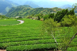 Taiwan 台灣 隙頂茶園