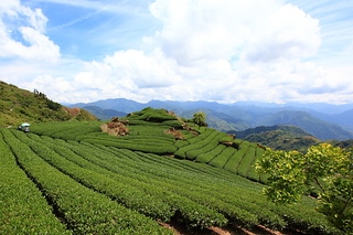 Taiwan 台灣 隙頂茶園