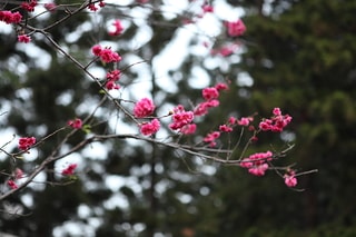 Taiwan 台灣櫻花