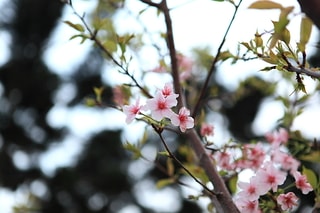 Taiwan 台灣櫻花