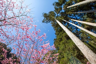 櫻花-2