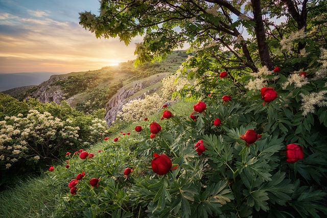 Spring blossom