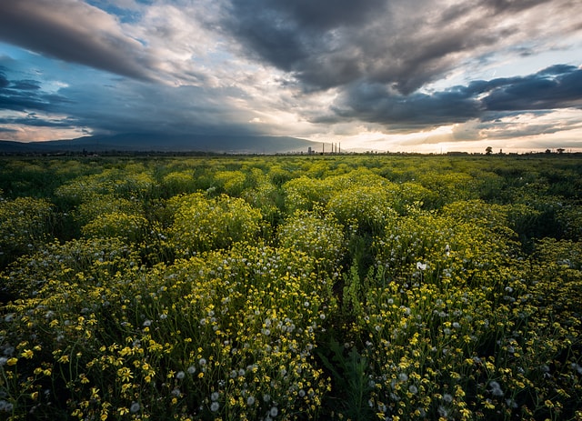 Springtime fields by the city