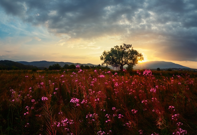 Summer dreams