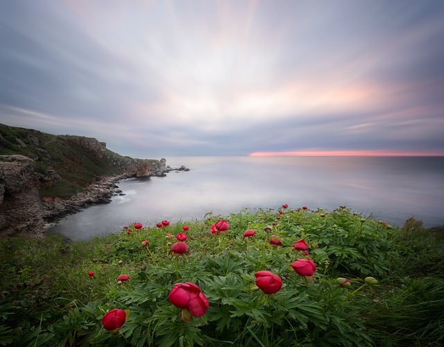 Wild peonies at sunrise