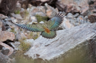 Kea
