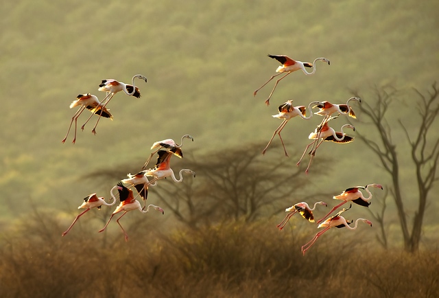 La danza dei flamingo