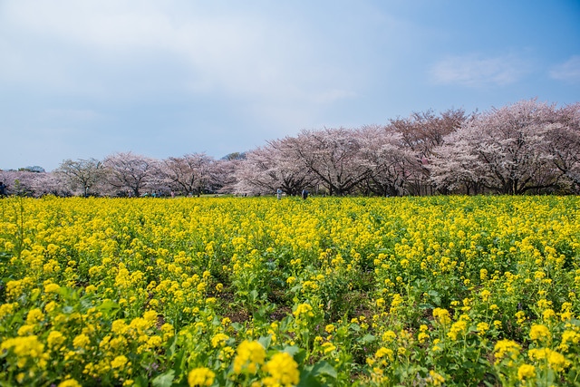櫻花與油菜花