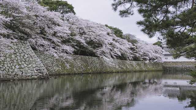 櫻花倒影