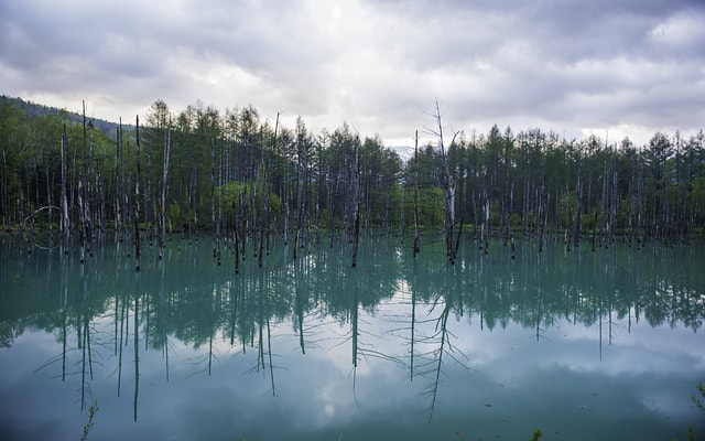 北海道美瑛青池