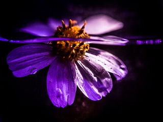 {藝術攝影}水中花