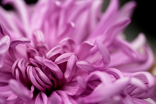 花舞